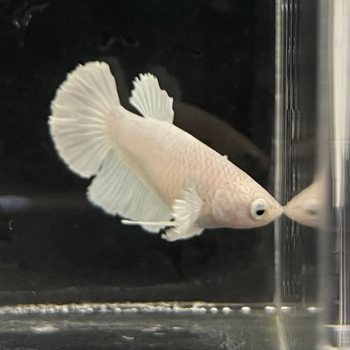 the-fish-farm Female Betta Female Betta - One Only - R Choose your own Female Betta at The Fish Farm Australia