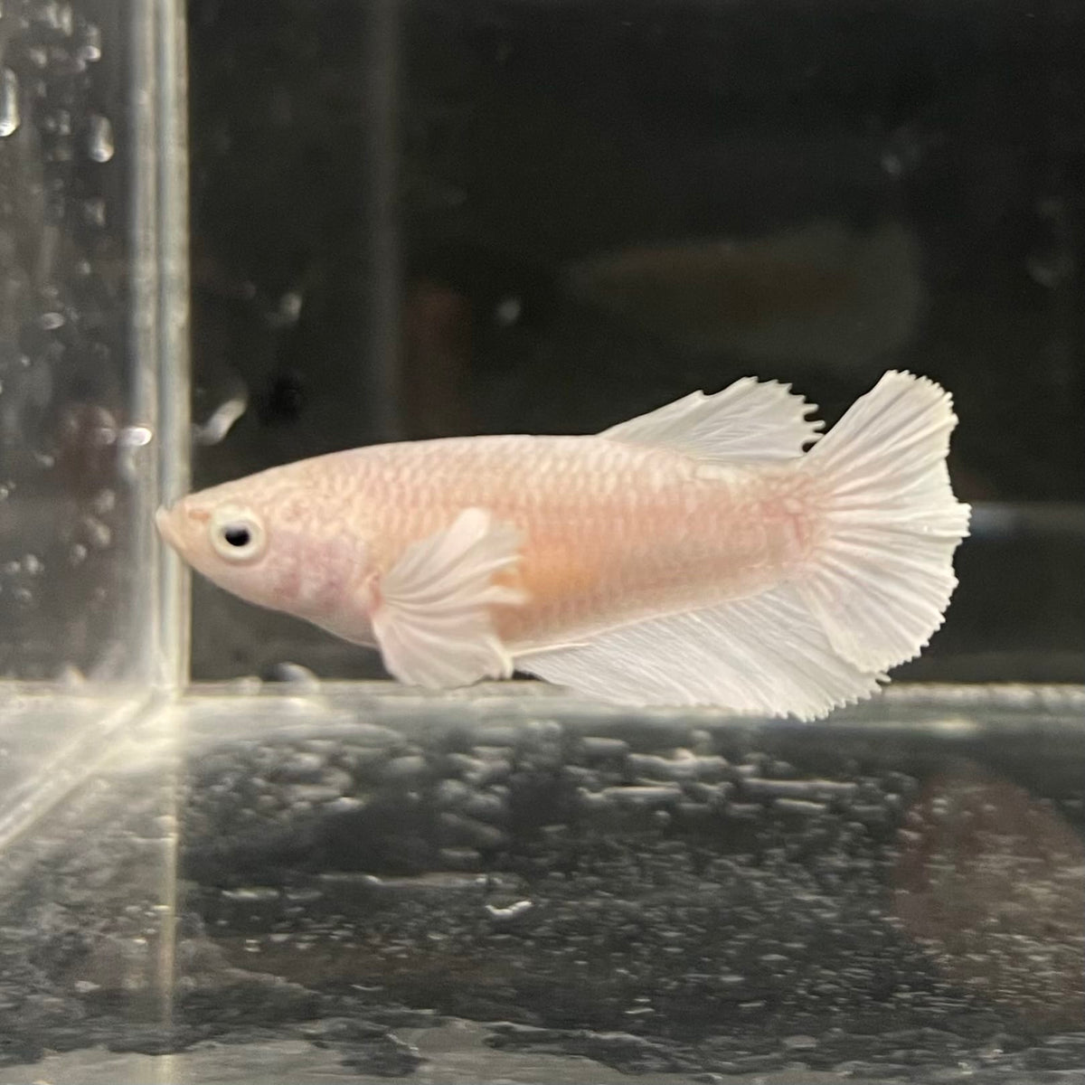 the-fish-farm Female Betta Female Betta - One Only - R Choose your own Female Betta at The Fish Farm Australia