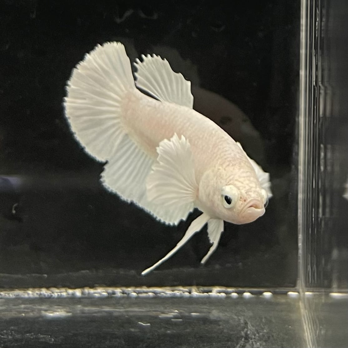 the-fish-farm Female Betta Female Betta - One Only - R Choose your own Female Betta at The Fish Farm Australia