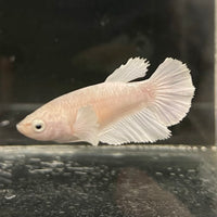 the-fish-farm Female Betta Female Betta - One Only - R Choose your own Female Betta at The Fish Farm Australia