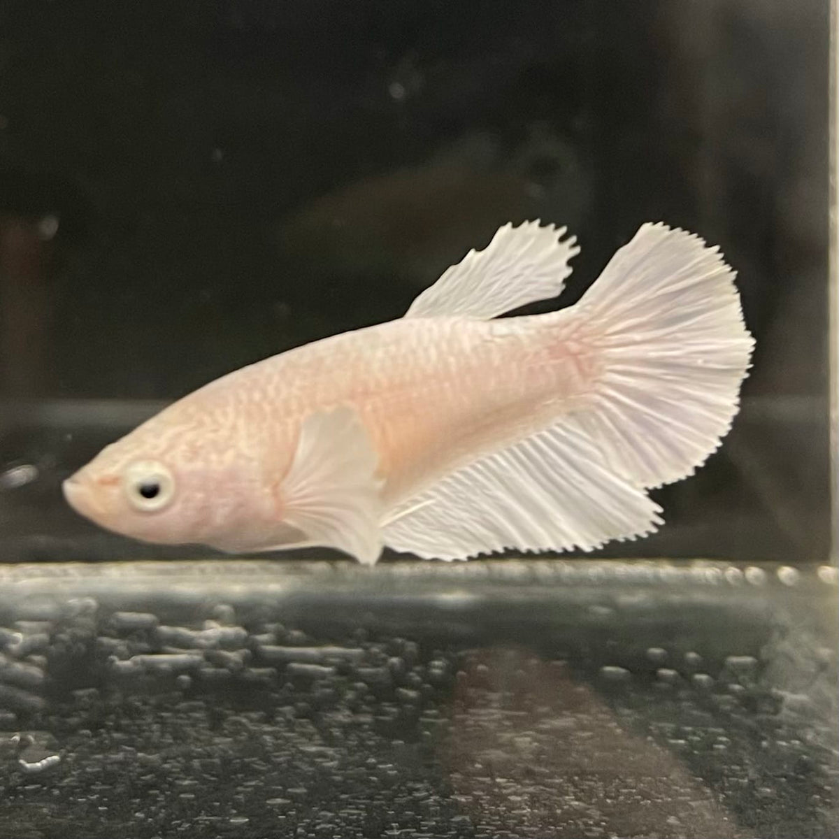 the-fish-farm Female Betta Female Betta - One Only - R Choose your own Female Betta at The Fish Farm Australia