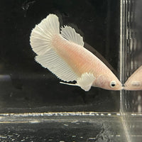 the-fish-farm Female Betta Female Betta - One Only - R Choose your own Female Betta at The Fish Farm Australia