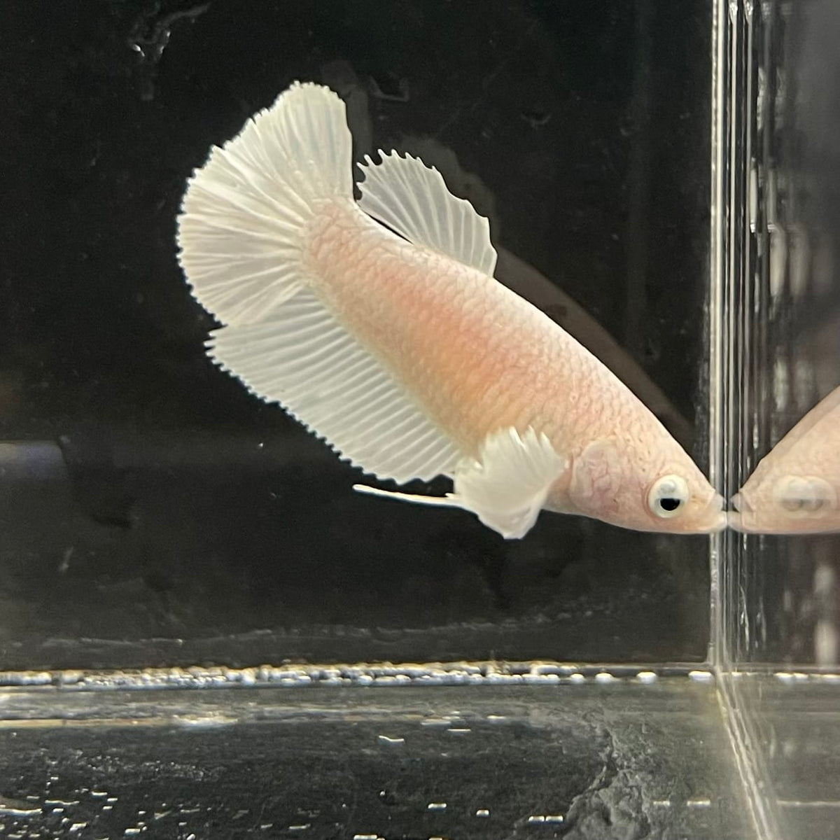 the-fish-farm Female Betta Female Betta - One Only - R Choose your own Female Betta at The Fish Farm Australia