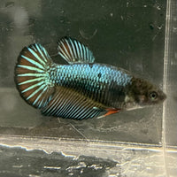 the-fish-farm Female Betta Female Betta - One Only - R Choose your own Female Betta at The Fish Farm Australia