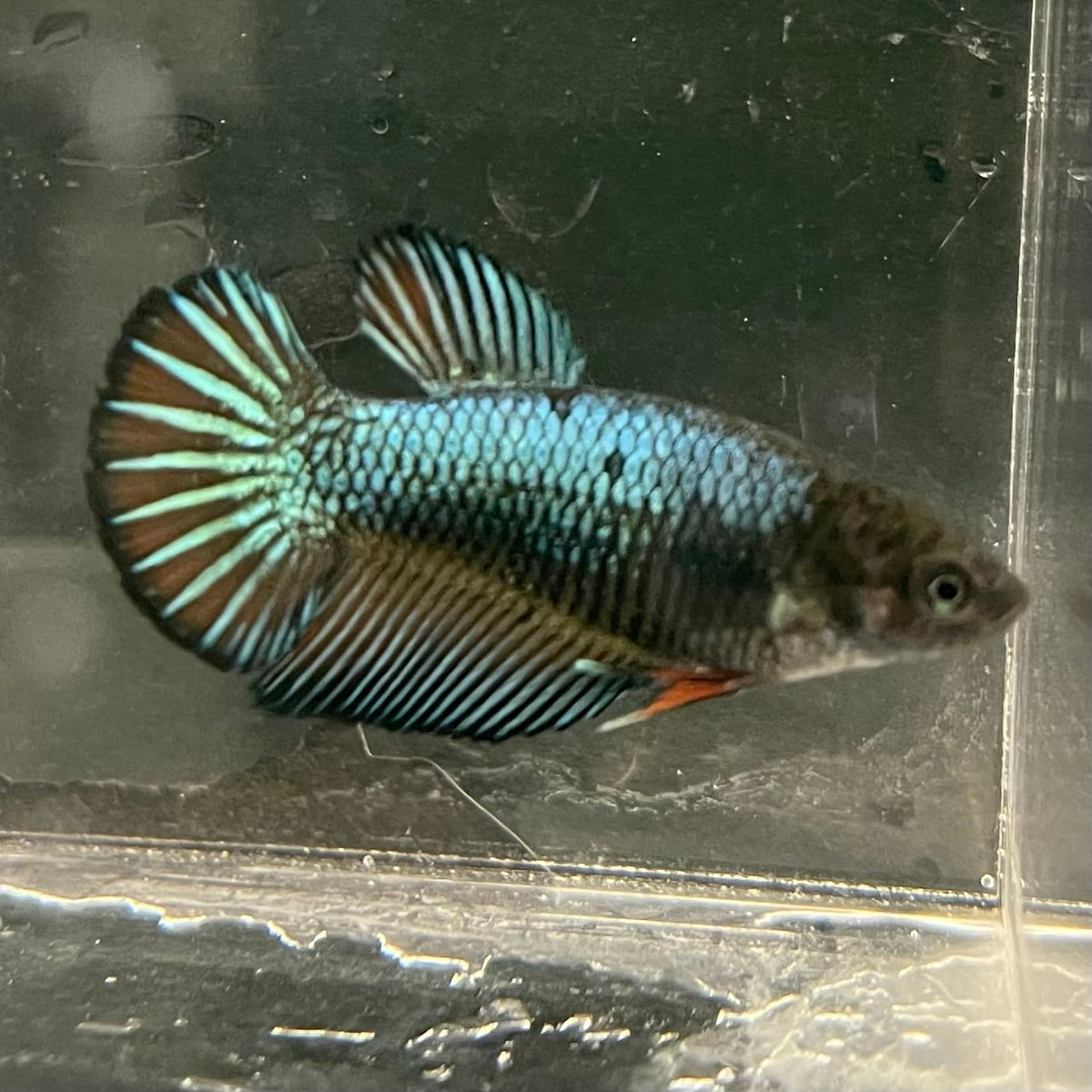 the-fish-farm Female Betta Female Betta - One Only - R Choose your own Female Betta at The Fish Farm Australia
