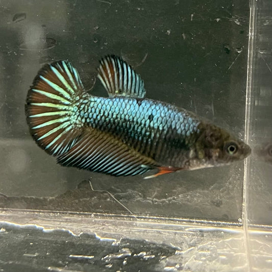 the-fish-farm Female Betta Female Betta - One Only - R Choose your own Female Betta at The Fish Farm Australia