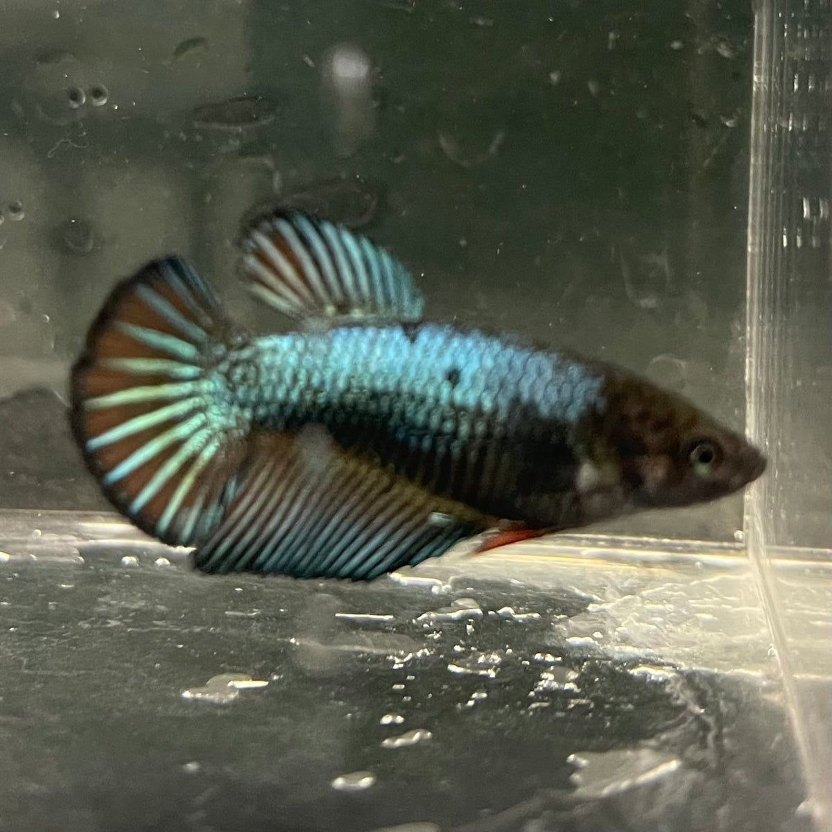 the-fish-farm Female Betta Female Betta - One Only - R Choose your own Female Betta at The Fish Farm Australia