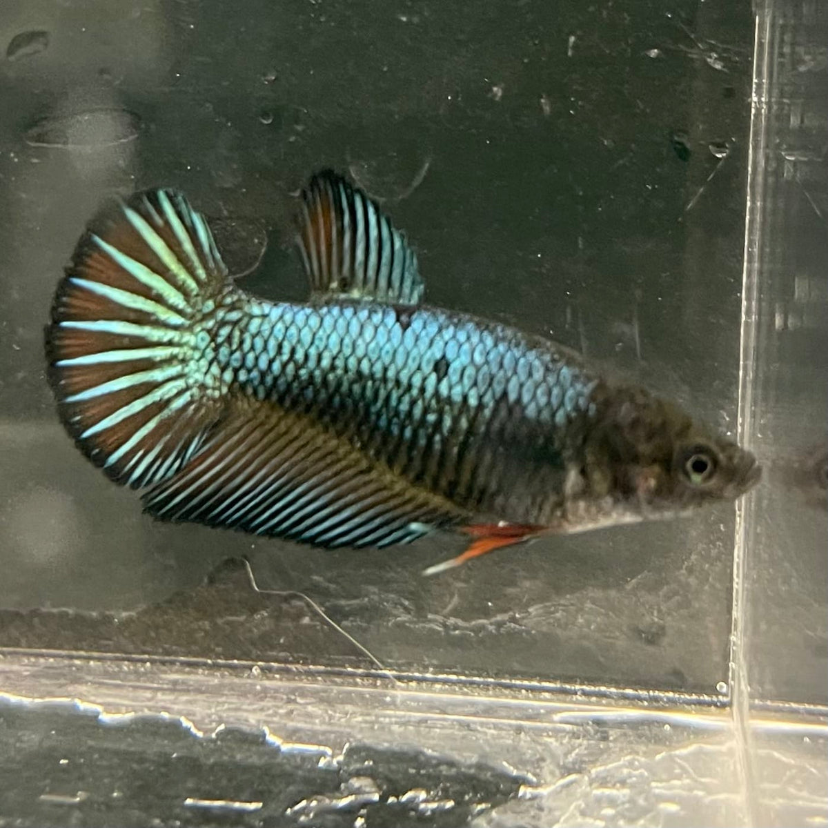 the-fish-farm Female Betta Female Betta - One Only - R Choose your own Female Betta at The Fish Farm Australia