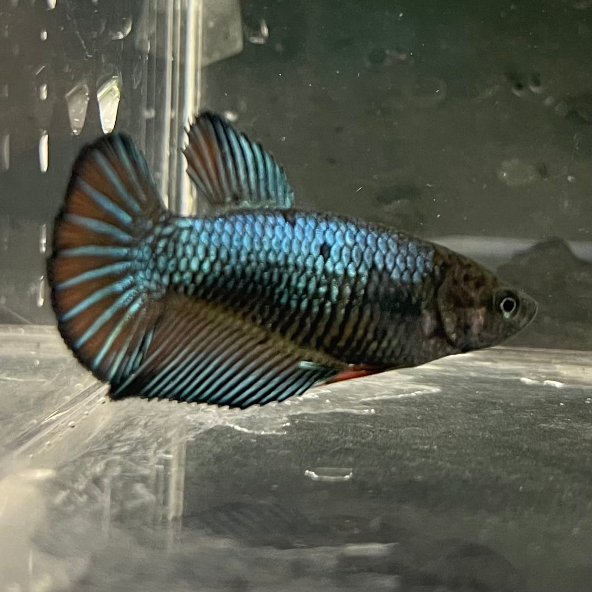 the-fish-farm Female Betta Female Betta - One Only - R Choose your own Female Betta at The Fish Farm Australia