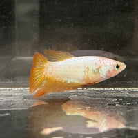the-fish-farm Female Betta Female Betta - One Only - R Choose your own Female Betta at The Fish Farm Australia