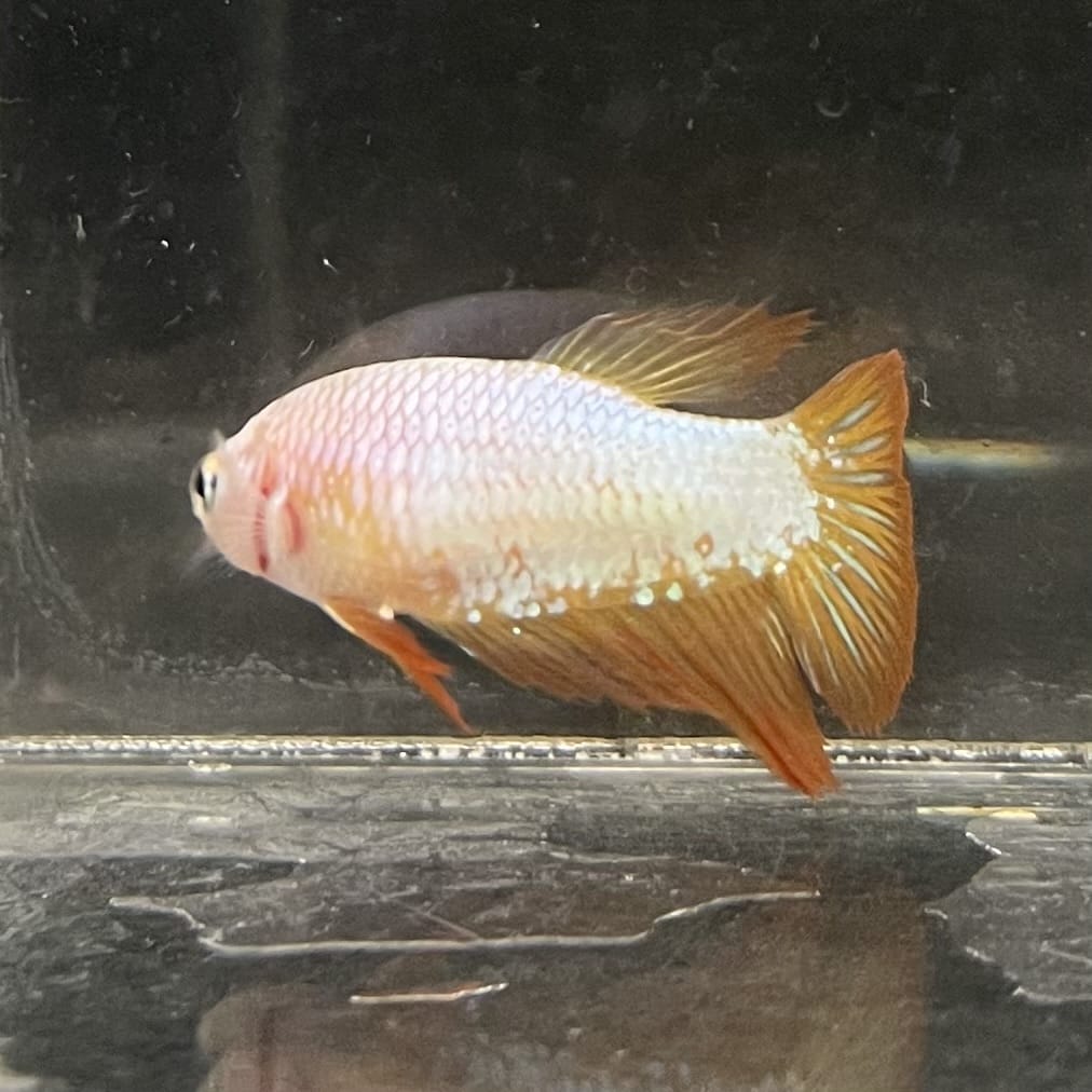 the-fish-farm Female Betta Female Betta - One Only - R Choose your own Female Betta at The Fish Farm Australia