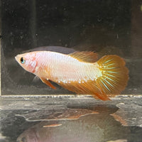 the-fish-farm Female Betta Female Betta - One Only - R Choose your own Female Betta at The Fish Farm Australia