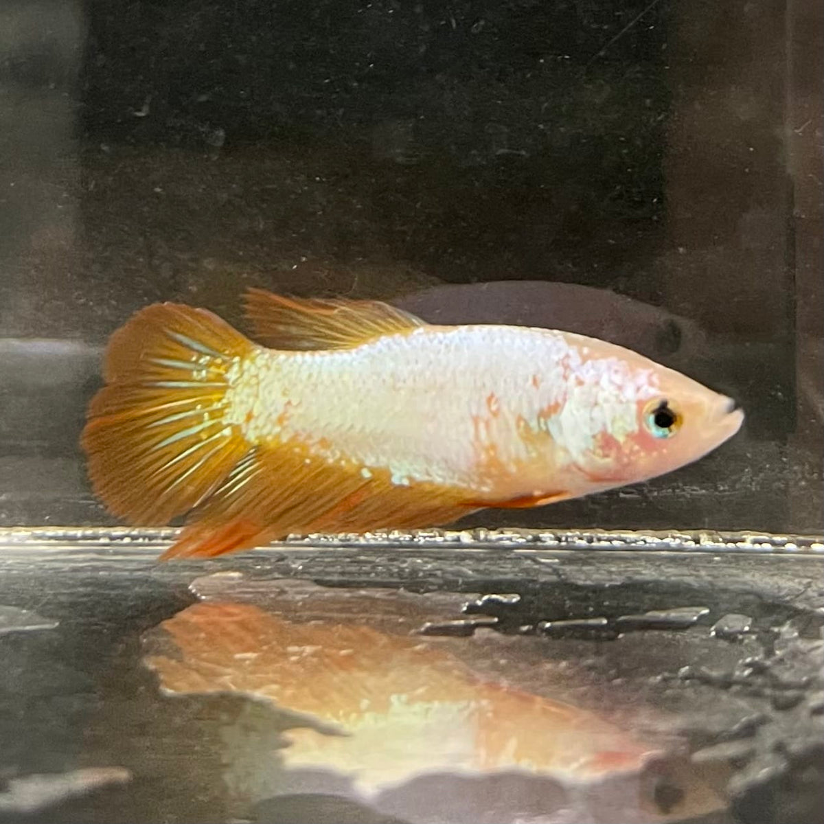the-fish-farm Female Betta Female Betta - One Only - R Choose your own Female Betta at The Fish Farm Australia