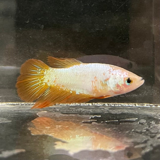 the-fish-farm Female Betta Female Betta - One Only - R Choose your own Female Betta at The Fish Farm Australia