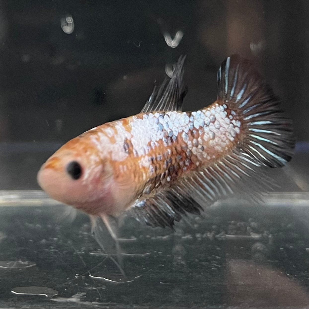 the-fish-farm Female Betta Female Betta - One Only - S Choose your own Female Betta at The Fish Farm Australia