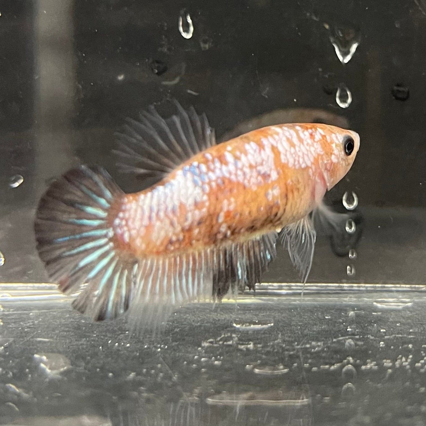 the-fish-farm Female Betta Female Betta - One Only - S Choose your own Female Betta at The Fish Farm Australia