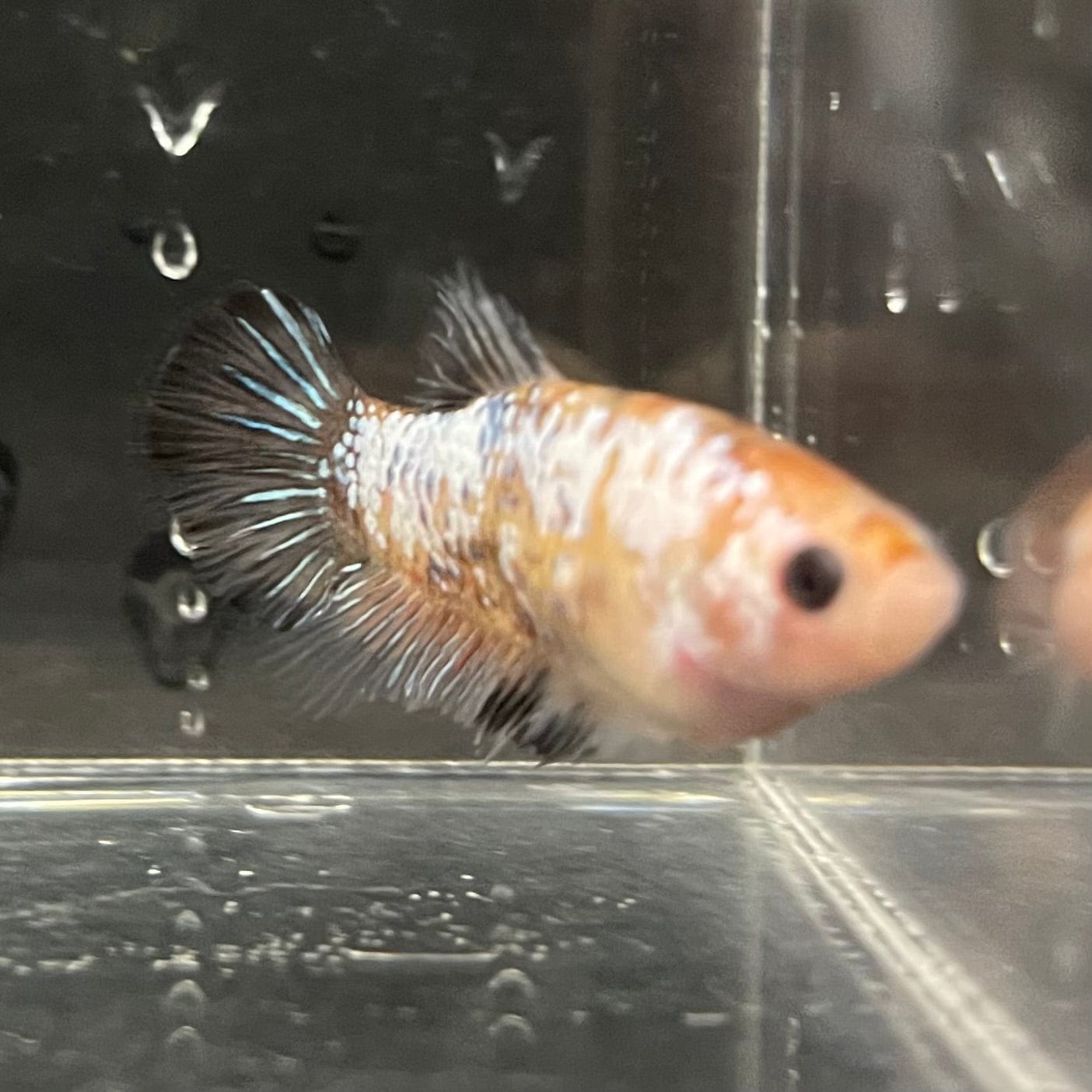 the-fish-farm Female Betta Female Betta - One Only - S Choose your own Female Betta at The Fish Farm Australia