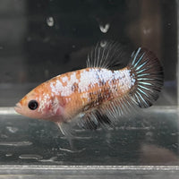 the-fish-farm Female Betta Female Betta - One Only - S Choose your own Female Betta at The Fish Farm Australia