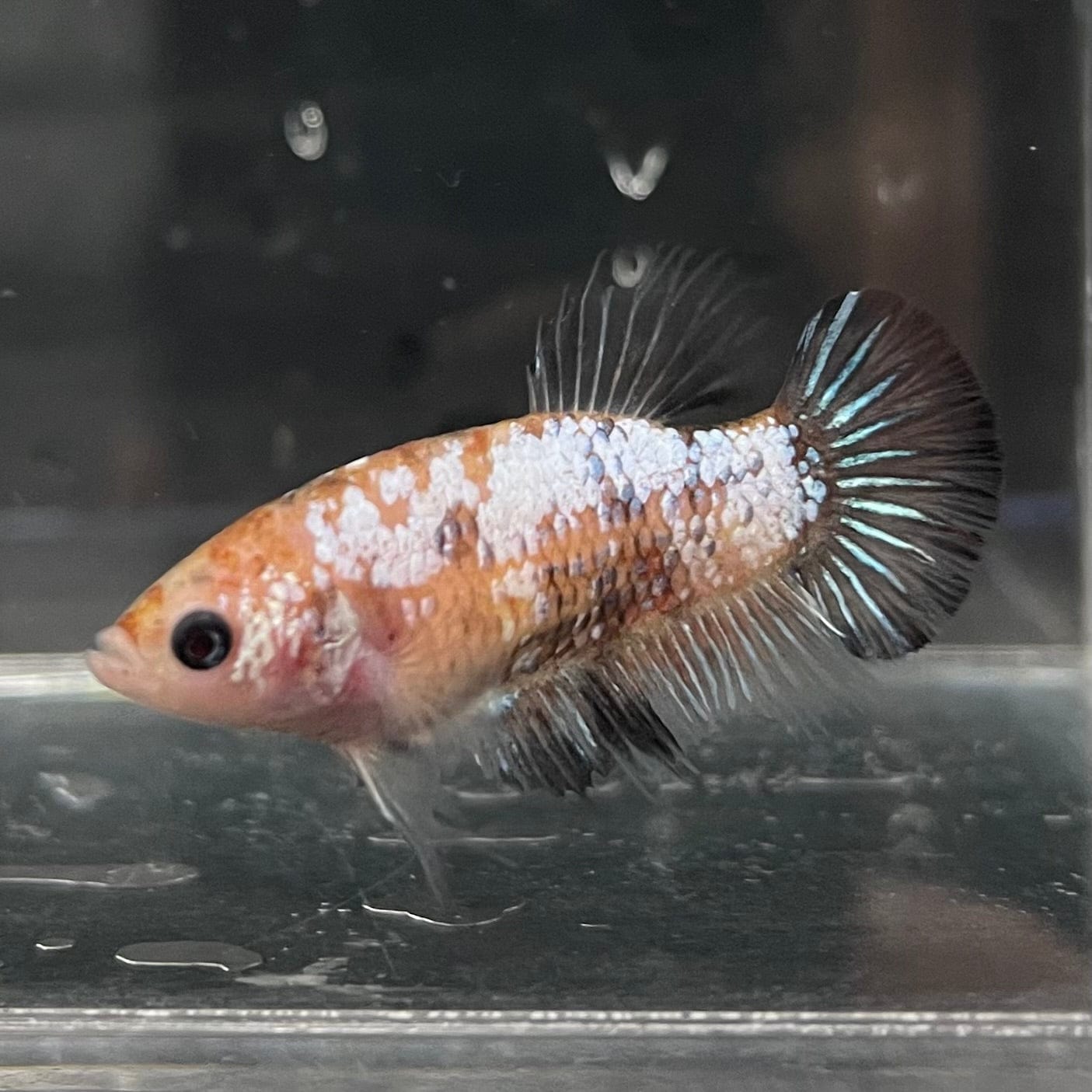 the-fish-farm Female Betta Female Betta - One Only - S Choose your own Female Betta at The Fish Farm Australia