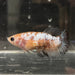 the-fish-farm Female Betta Female Betta - One Only - S Choose your own Female Betta at The Fish Farm Australia