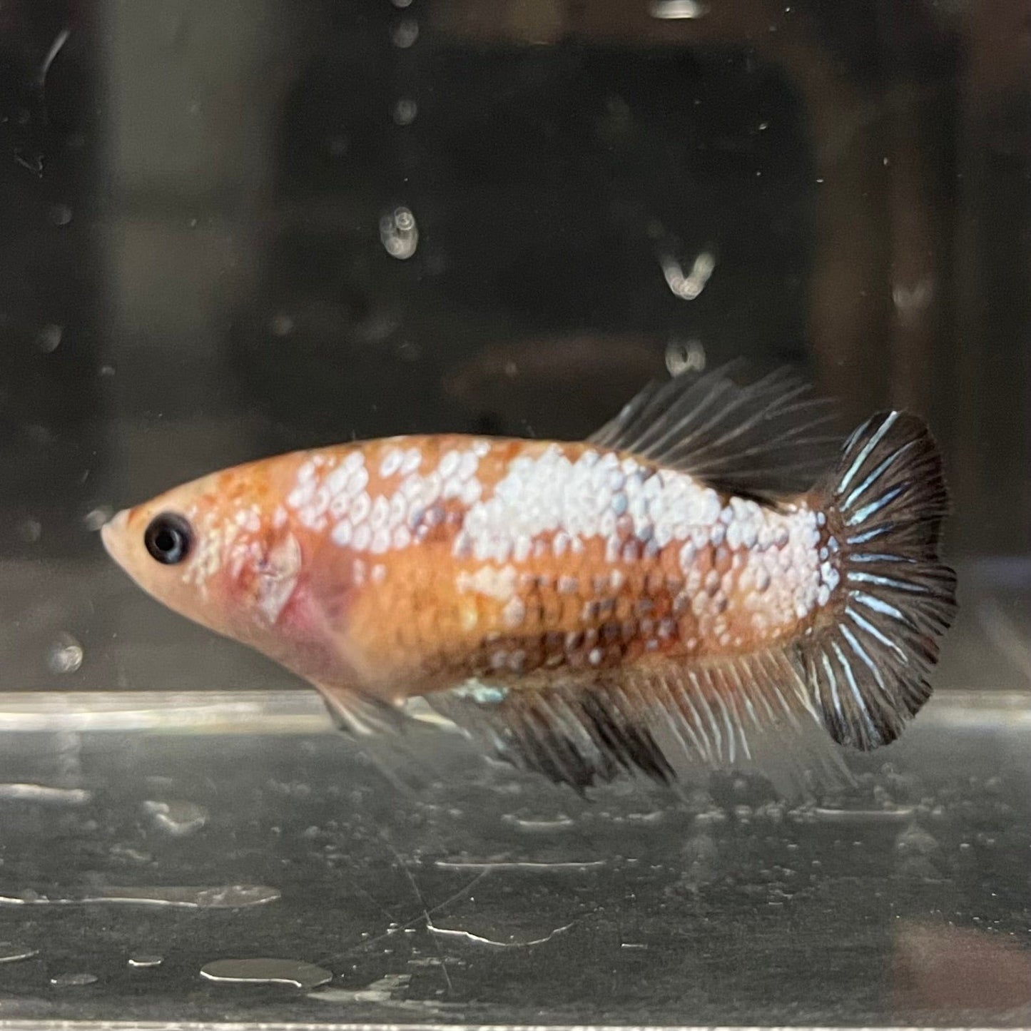 the-fish-farm Female Betta Female Betta - One Only - S Choose your own Female Betta at The Fish Farm Australia