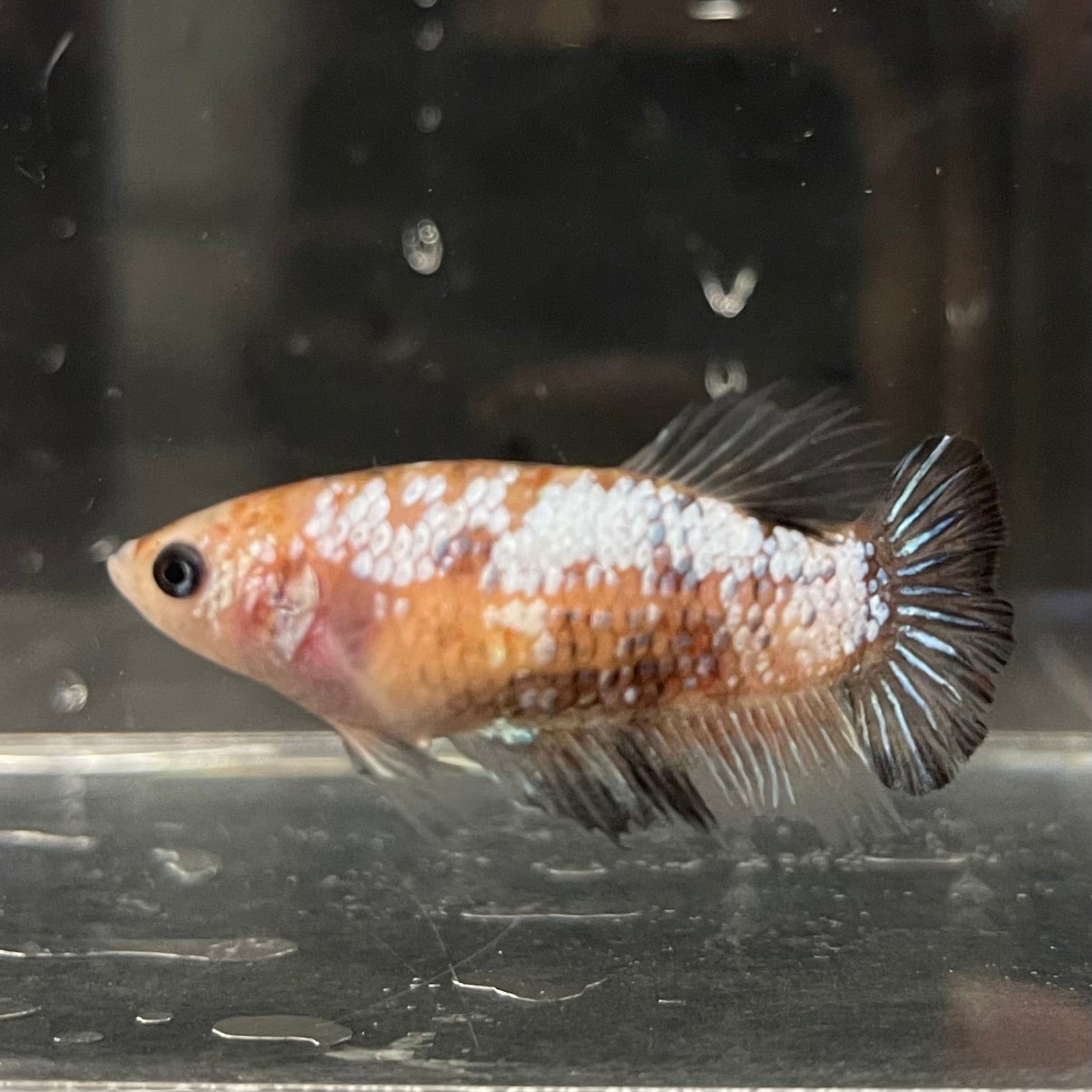 the-fish-farm Female Betta Female Betta - One Only - S Choose your own Female Betta at The Fish Farm Australia