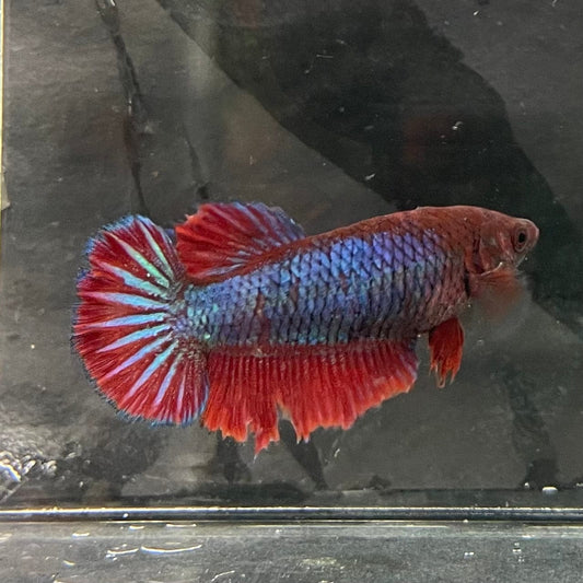the-fish-farm Female Betta Female Betta - One Only - S Choose your own Female Betta at The Fish Farm Australia