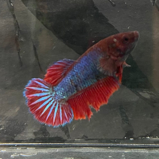 the-fish-farm Female Betta Female Betta - One Only - S Choose your own Female Betta at The Fish Farm Australia