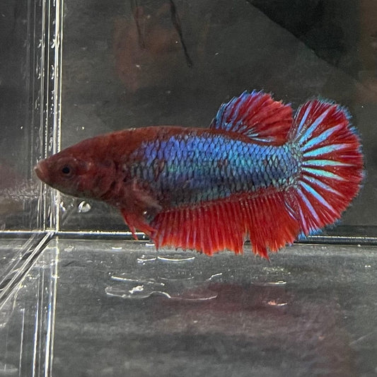 the-fish-farm Female Betta Female Betta - One Only - S Choose your own Female Betta at The Fish Farm Australia