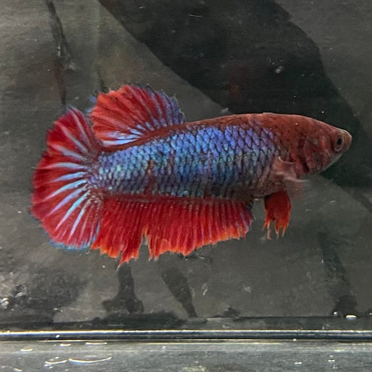 the-fish-farm Female Betta Female Betta - One Only - S Choose your own Female Betta at The Fish Farm Australia