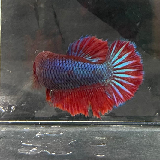 the-fish-farm Female Betta Female Betta - One Only - S Choose your own Female Betta at The Fish Farm Australia