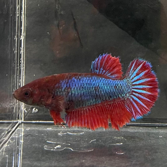 the-fish-farm Female Betta Female Betta - One Only - S Choose your own Female Betta at The Fish Farm Australia