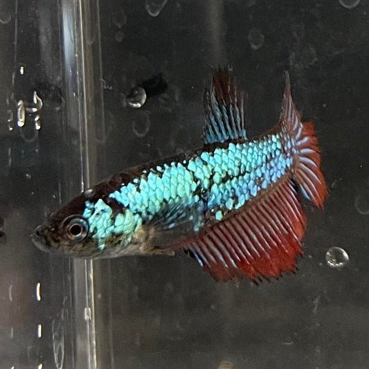 the-fish-farm Female Betta Female Betta - One Only - S Choose your own Female Betta at The Fish Farm Australia