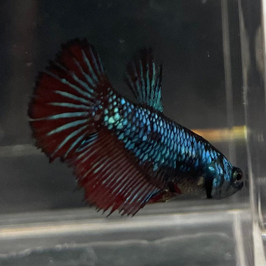 the-fish-farm Female Betta Female Betta - One Only - S Choose your own Female Betta at The Fish Farm Australia