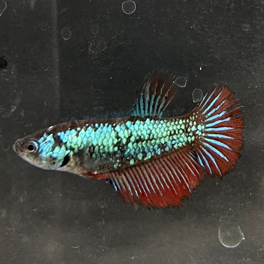 the-fish-farm Female Betta Female Betta - One Only - S Choose your own Female Betta at The Fish Farm Australia