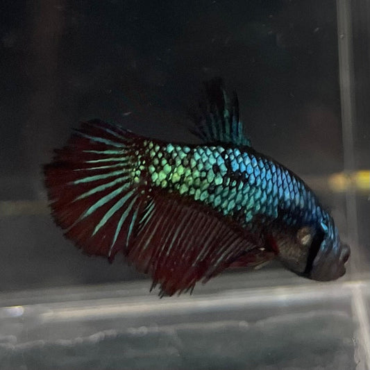 the-fish-farm Female Betta Female Betta - One Only - S Choose your own Female Betta at The Fish Farm Australia