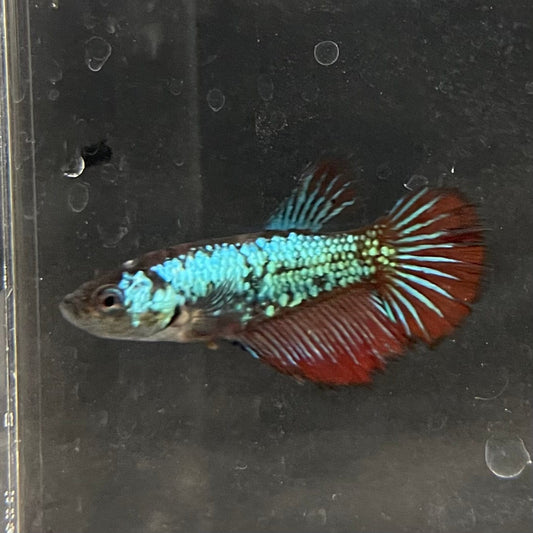 the-fish-farm Female Betta Female Betta - One Only - S Choose your own Female Betta at The Fish Farm Australia