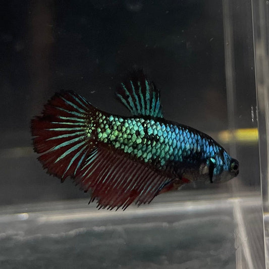 the-fish-farm Female Betta Female Betta - One Only - S Choose your own Female Betta at The Fish Farm Australia