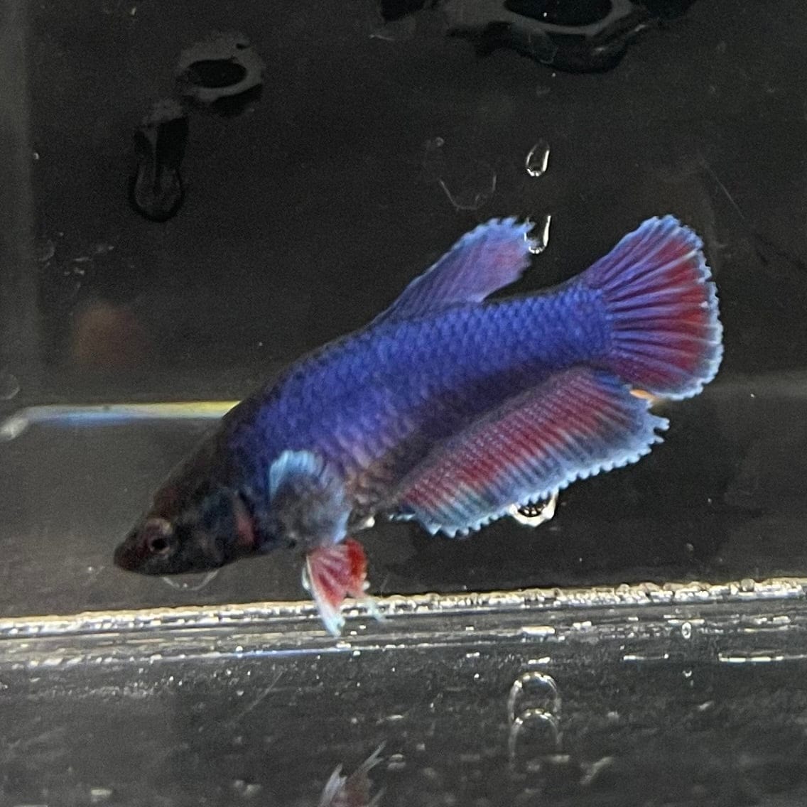 the-fish-farm Female Betta Female Betta - One Only - S Choose your own Female Betta at The Fish Farm Australia