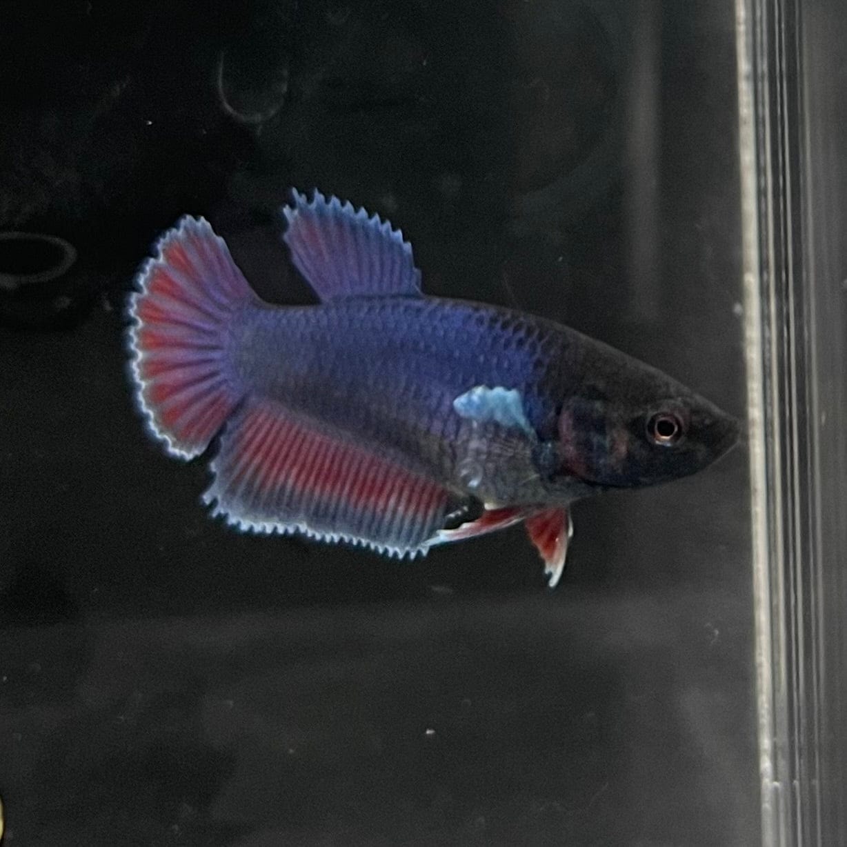 the-fish-farm Female Betta Female Betta - One Only - S Choose your own Female Betta at The Fish Farm Australia