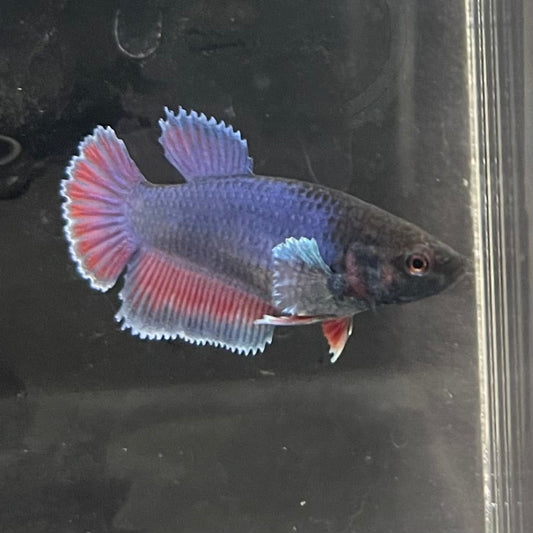 the-fish-farm Female Betta Female Betta - One Only - S Choose your own Female Betta at The Fish Farm Australia