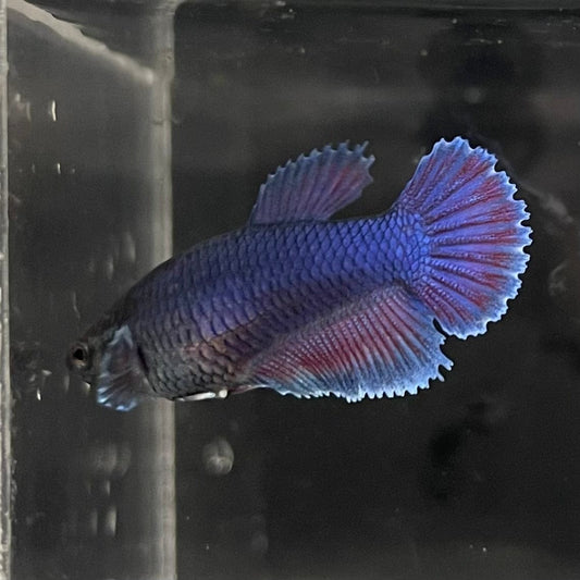 the-fish-farm Female Betta Female Betta - One Only - S Choose your own Female Betta at The Fish Farm Australia