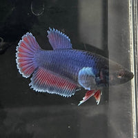 the-fish-farm Female Betta Female Betta - One Only - S Choose your own Female Betta at The Fish Farm Australia
