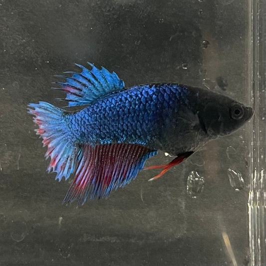 the-fish-farm Female Betta Female Betta - One Only - S Choose your own Female Betta at The Fish Farm Australia