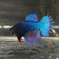 the-fish-farm Female Betta Female Betta - One Only - S Choose your own Female Betta at The Fish Farm Australia