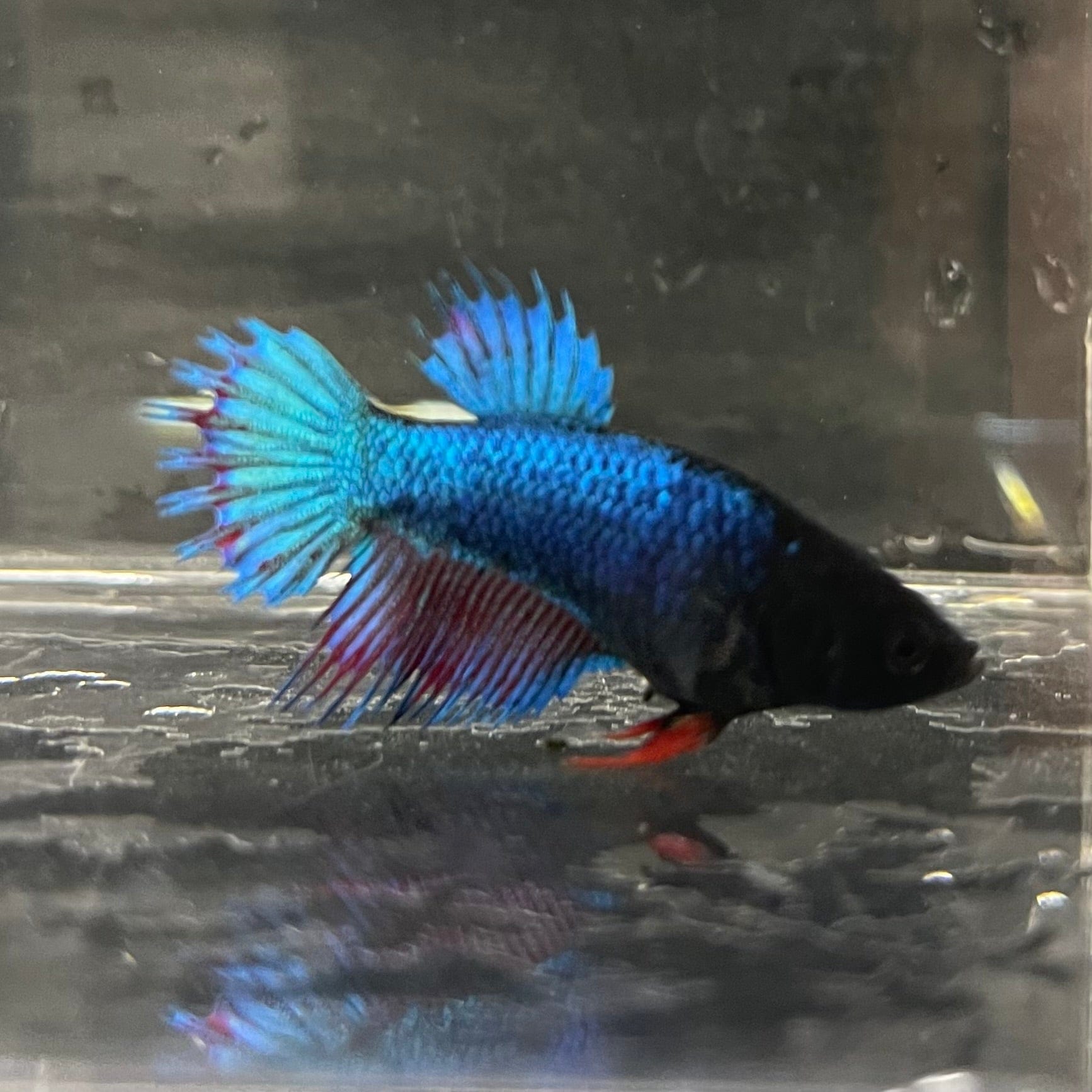 the-fish-farm Female Betta Female Betta - One Only - S Choose your own Female Betta at The Fish Farm Australia