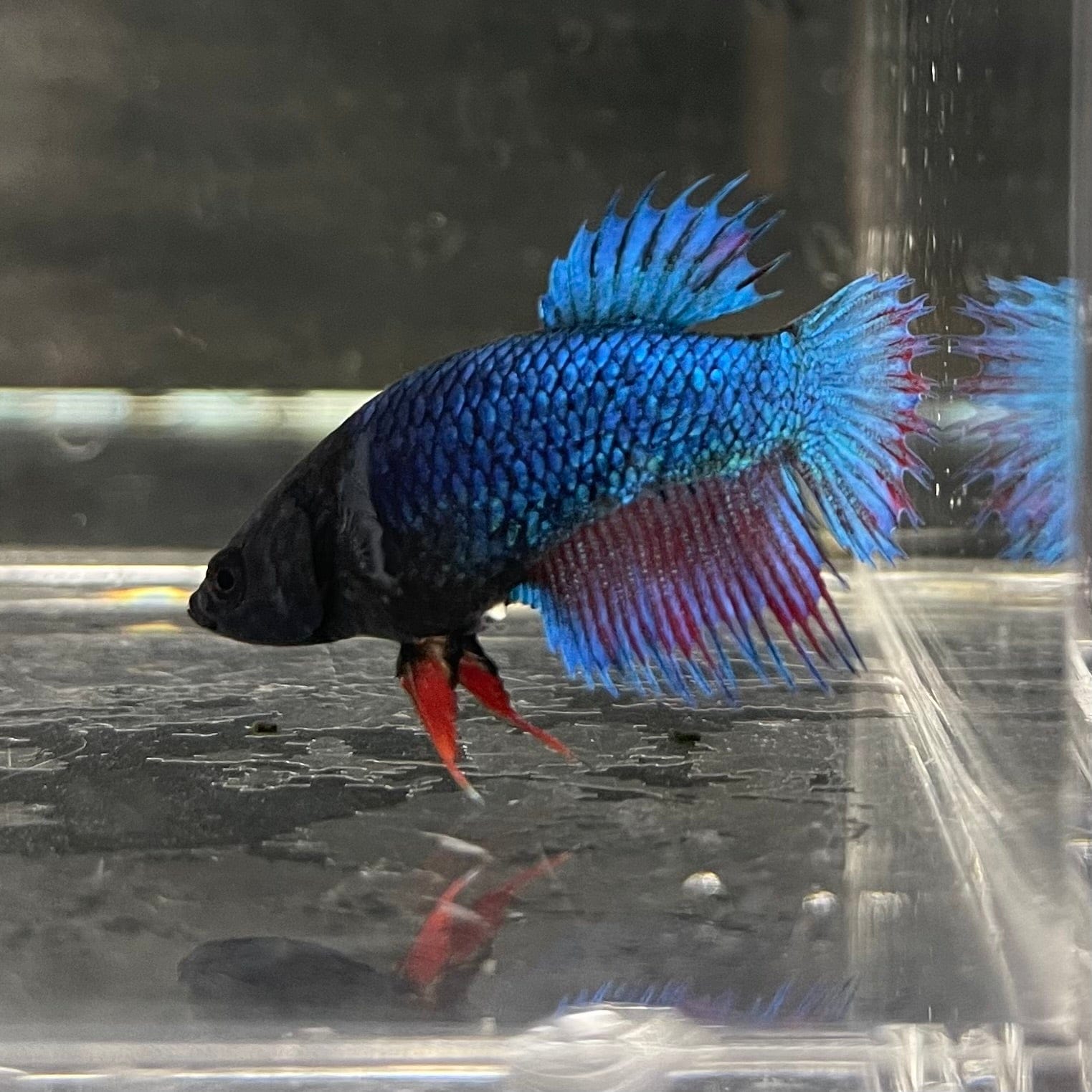 the-fish-farm Female Betta Female Betta - One Only - S Choose your own Female Betta at The Fish Farm Australia