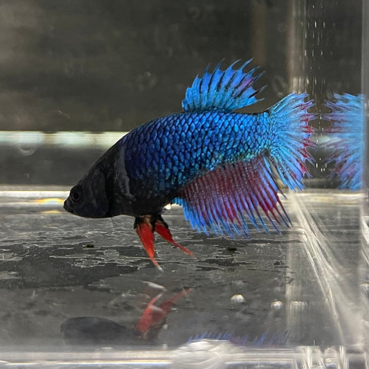 the-fish-farm Female Betta Female Betta - One Only - S Choose your own Female Betta at The Fish Farm Australia