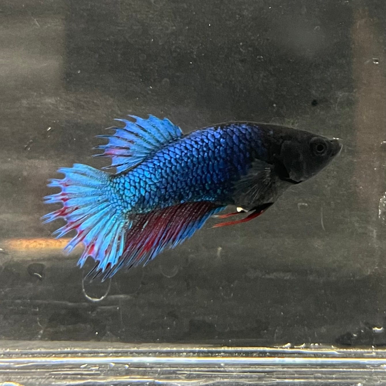 the-fish-farm Female Betta Female Betta - One Only - S Choose your own Female Betta at The Fish Farm Australia