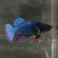 the-fish-farm Female Betta Female Betta - One Only - S Choose your own Female Betta at The Fish Farm Australia